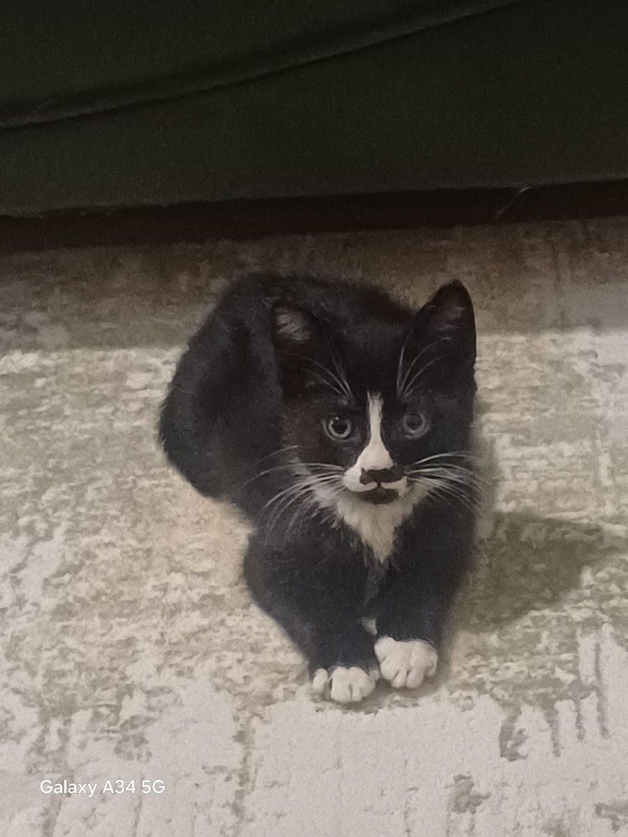 "Antalya Konyaaltı
0 535 846 38 28
Simokin  boncuk gözlü
Erkek, 1,5 aylık
Kum eğitimi var
Ömürlük bakarım diyen yukarıdaki noyu arasın lütfen facebook.com/photo?fbid=953…