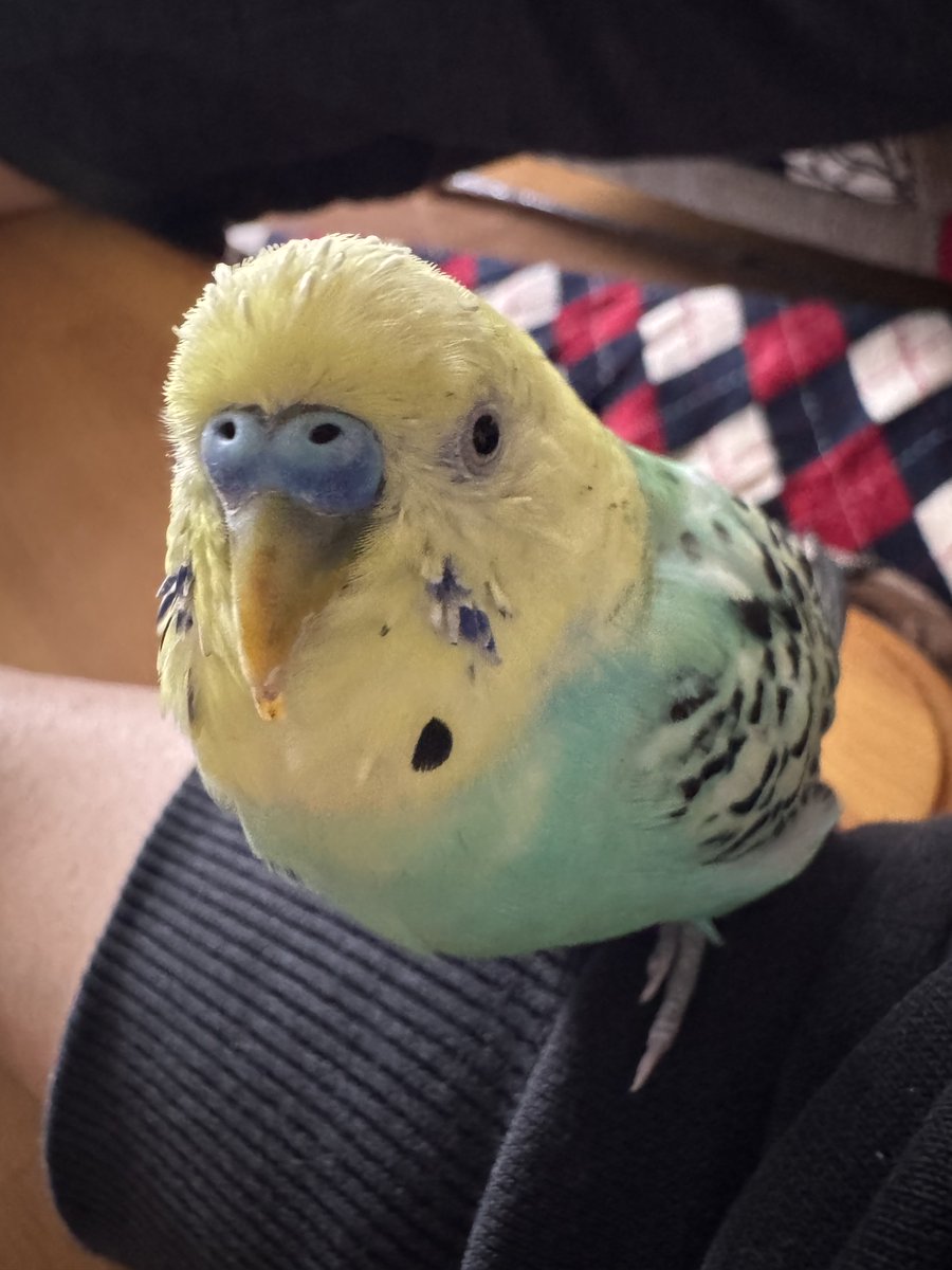 ひよこさん (@5a03a3) / Posts / X