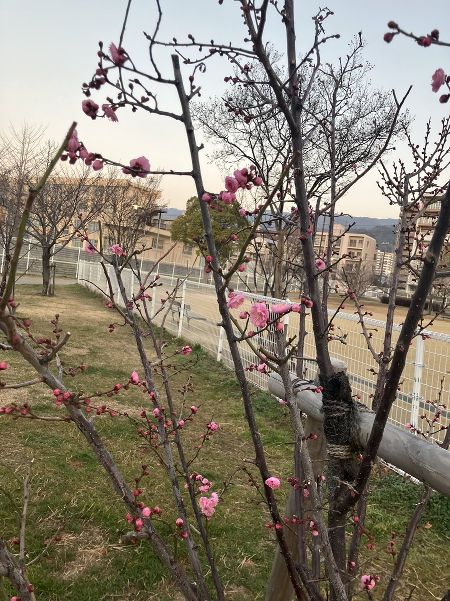 いつもの公園で大好きなおじちゃんに
オヤツをもらったあと
ゆっくりクン活してたら
紅梅が咲き始めてました
寒いけど😨少しずつ季節は
進んでいますね
は〜るよ来いあったかくなって
みんなで遊びたいね😍