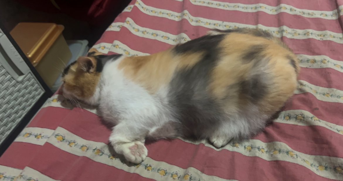 jaklingko_cat's tweet image. WKWKWKKWWK MIRIP