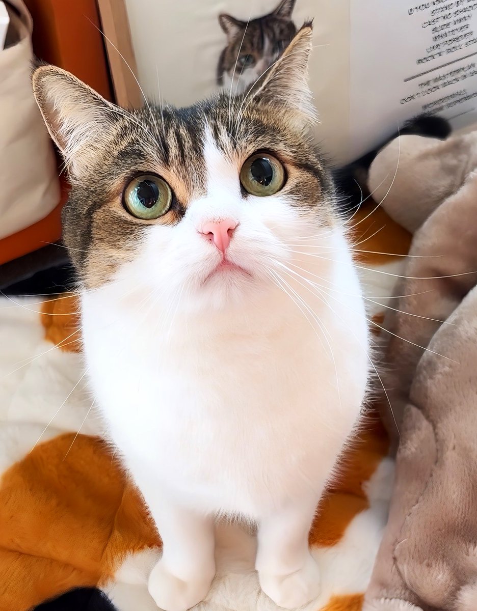 Sunday's OHAYO GOZAIMASU🐾☀️ こたつで寝たら…寝起きは喉がカラカラ