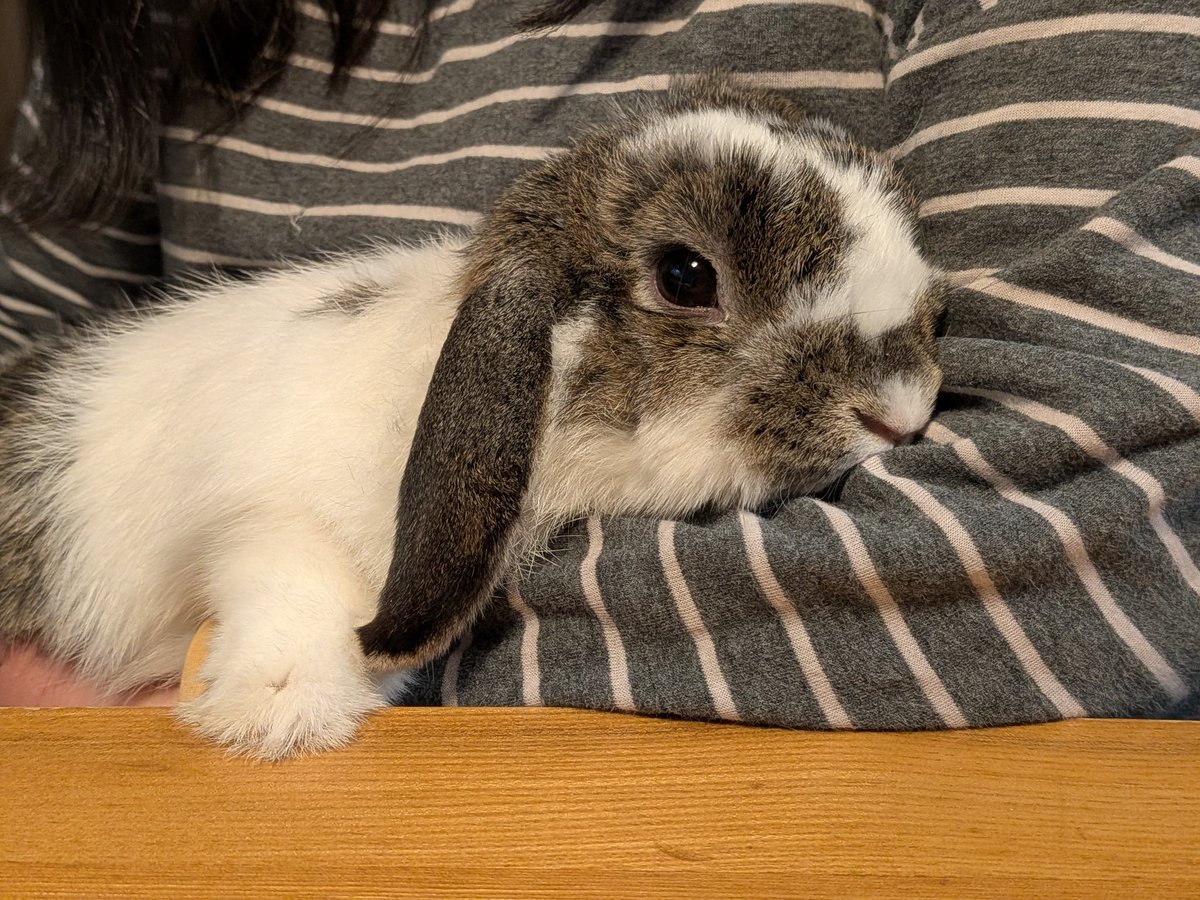 もも♀🍑@うさぎパパ (@momorabbit21) / Posts / X