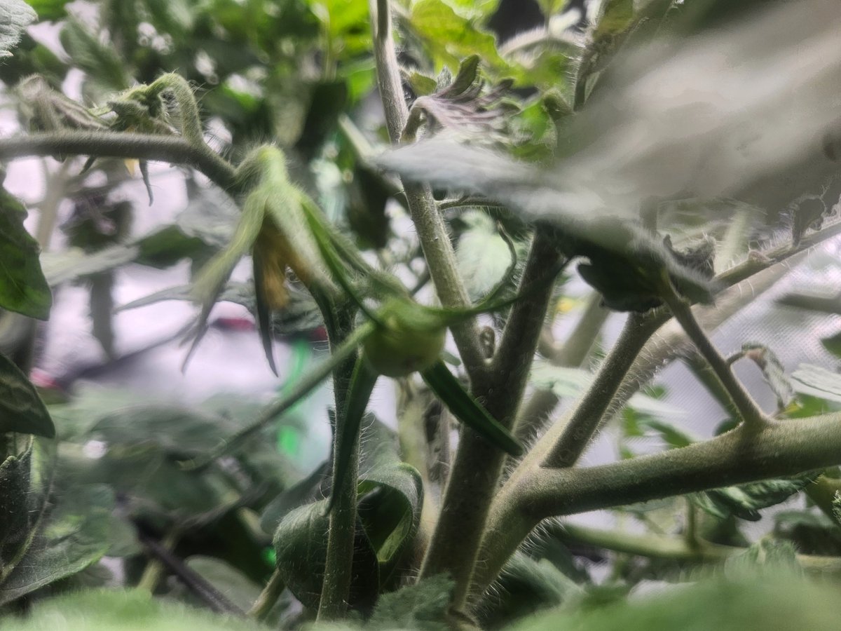 d33v33d0's tweet photo. Claude is actually doing the thing you guys🍅 https://t.co/m9UY2vRN41