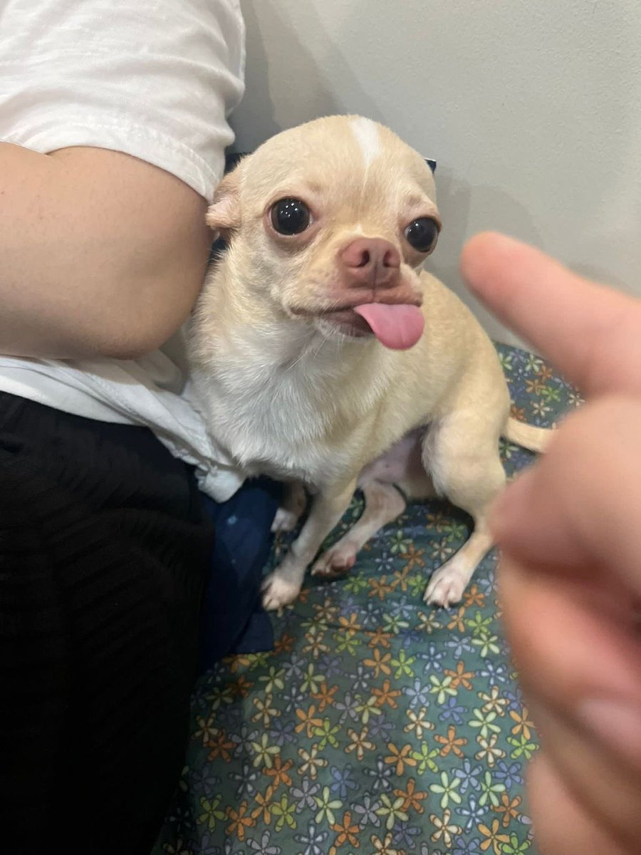 💖 (@twaniimals) on Twitter photo 