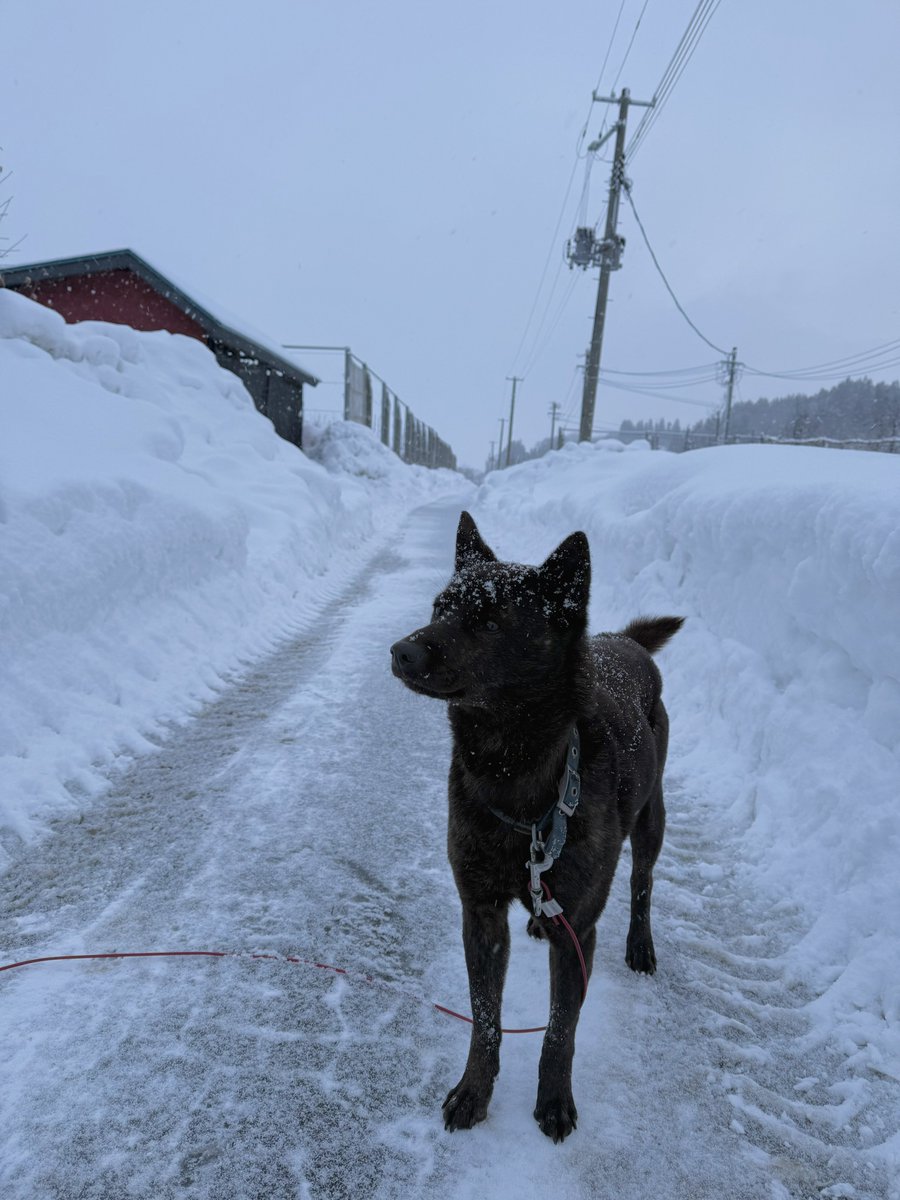 日曜日！おはようございます☃️
雪の壁が高くなり土も草も見えず
冬の散歩はつまらないねー