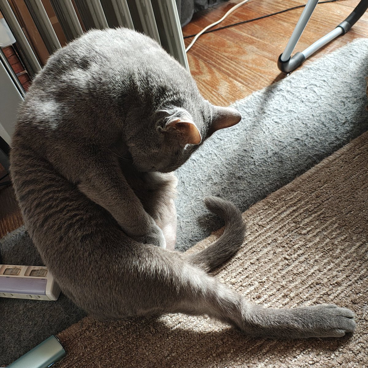 zero7652's tweet image. おはようございます☀ニャルソック前に身だしなみチェックのロシ🐾🐈‍⬛