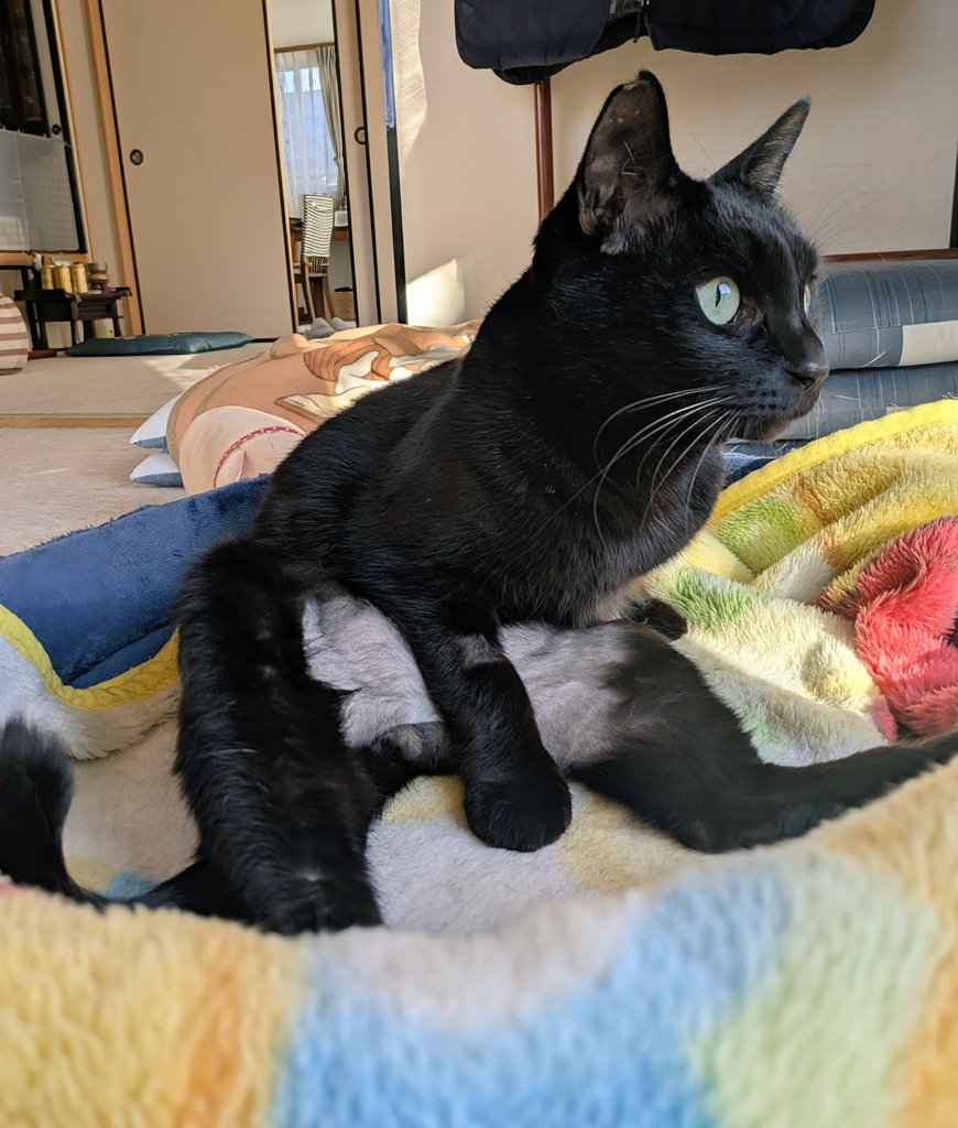 くろねこ みいたろう (@kuro0302cat) / Posts / X