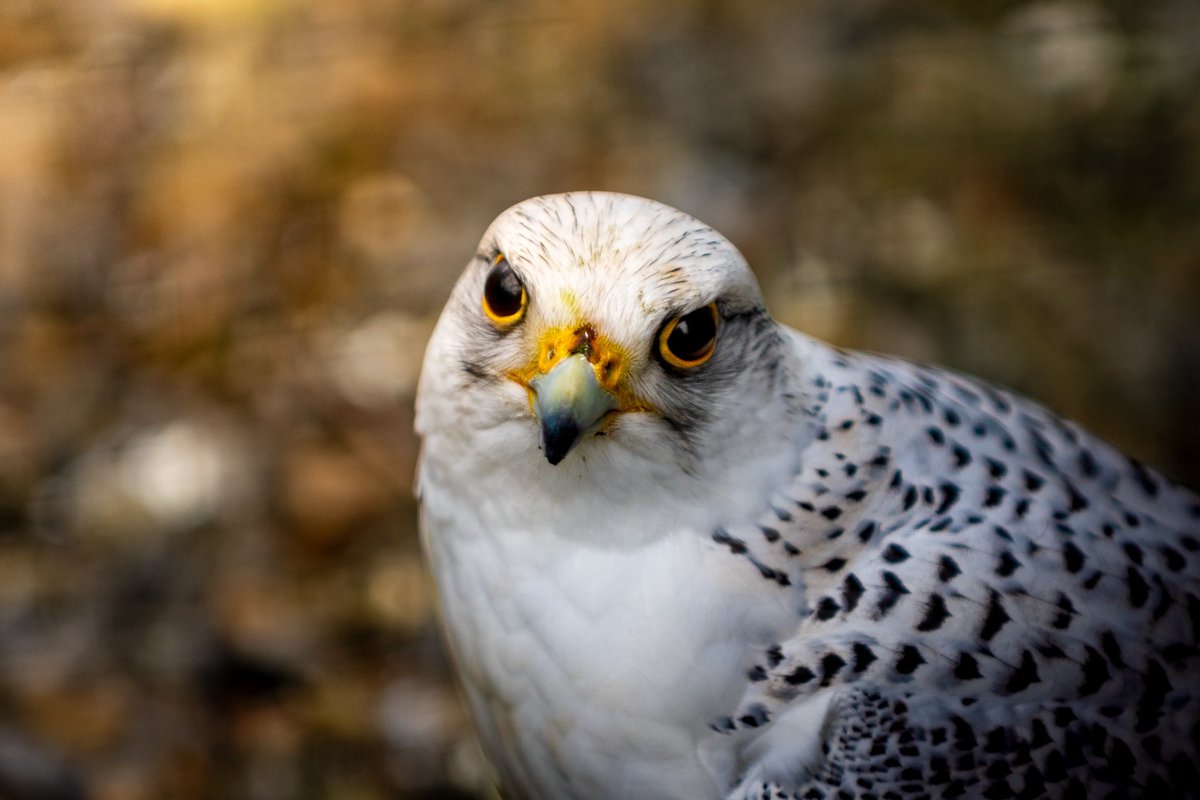 Kain🌿 tweet media