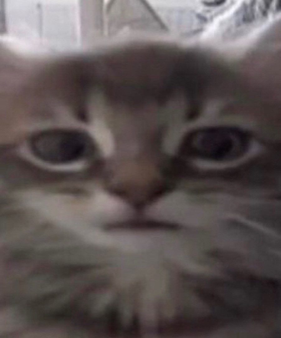 Punch Cat (@punchingcat) on Twitter photo 