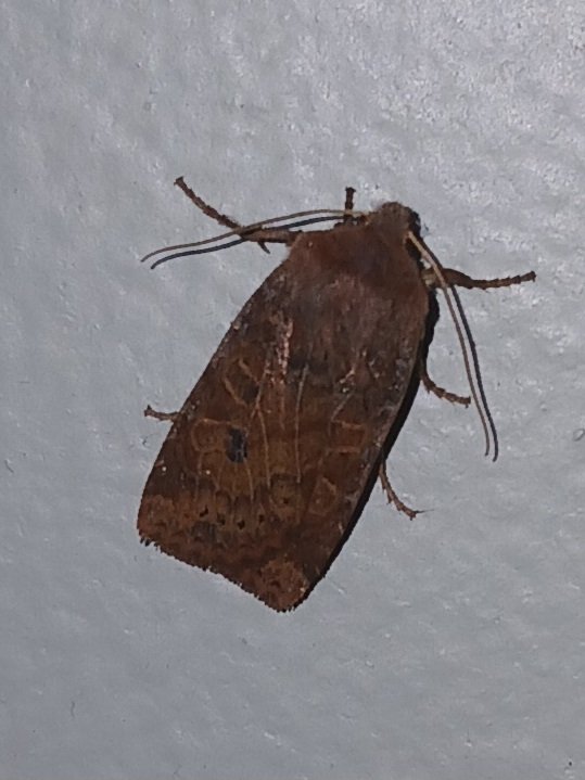 William Pontipee tweet media