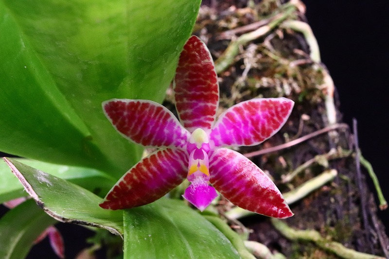 NK】 (@nknk81191345) / Posts / X