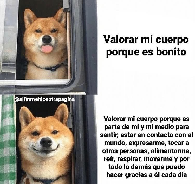 Dilo con perritos (@diloconperritos) on Twitter photo 