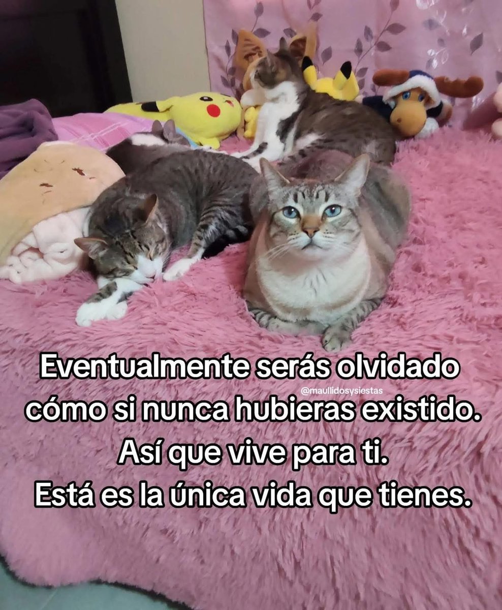 DiloConGatitoz's tweet image. 