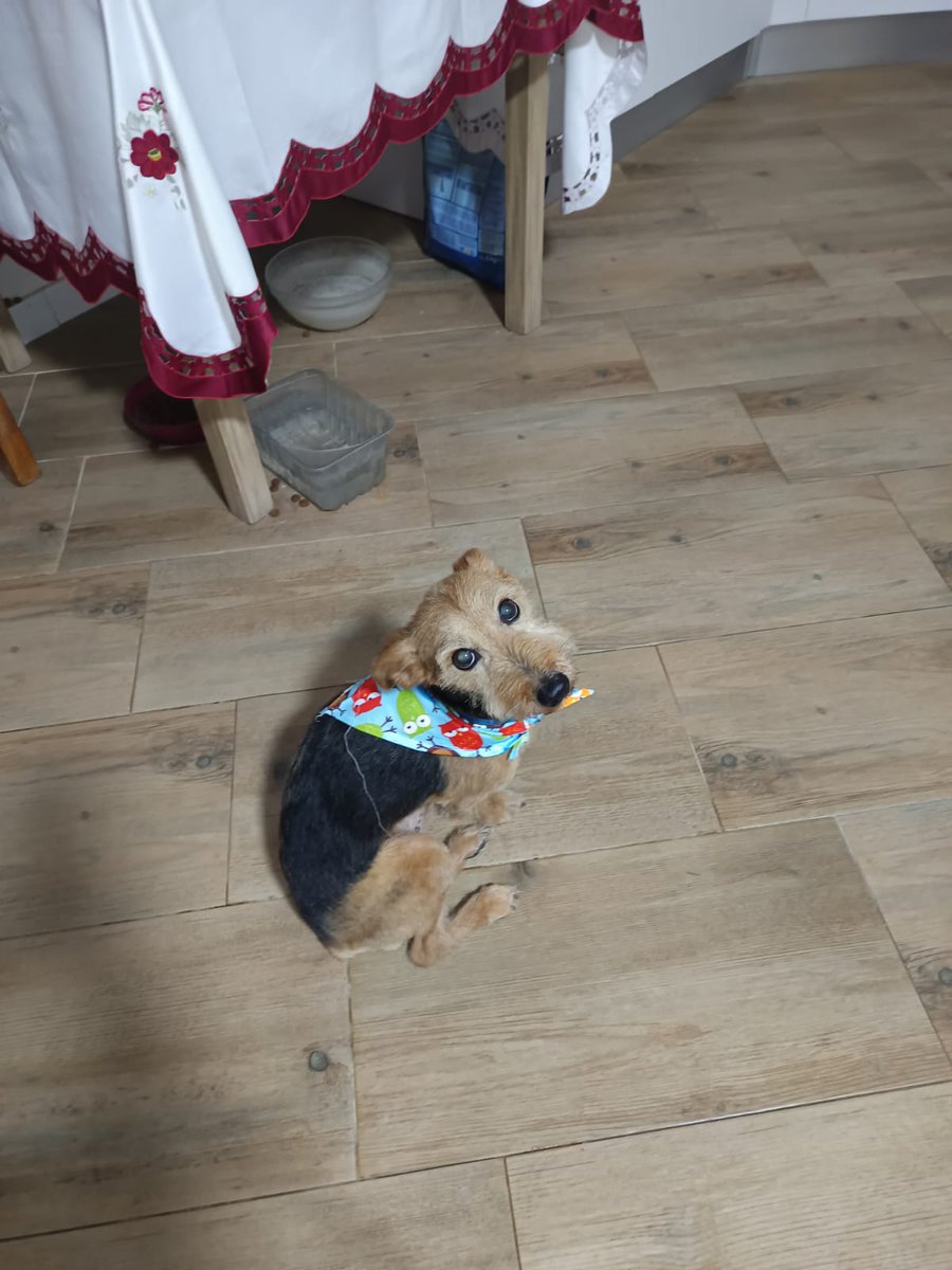 SilviaMylo's tweet image. MUY URGENTE. 
🆘🆘🆘🆘🆘🆘
Está en Jerez.
A este perro ya no lo quieren, a pesar de que es buenísimo.
Tiene 9 años.
Necesita una acogida urgentemente.
Contacto : 629 87 92 20