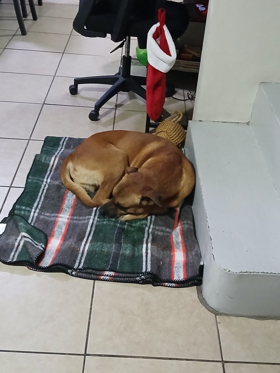 ruloaps's tweet image. Son de las que tiene el Milo, ya ni chingan