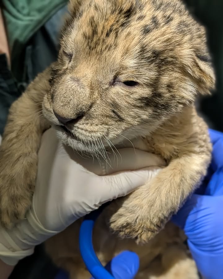 Lion cubs, sunshine and a <a href="/Seahawks/">Seattle Seahawks</a> win 💗 

ICYMI: Ilanga gave birth to two female cubs on January 14—mom and cubs are now snuggled up in a cozy, quiet maternity den where they are resting and bonding. Get the adorable details: bit.ly/4qrCAUa