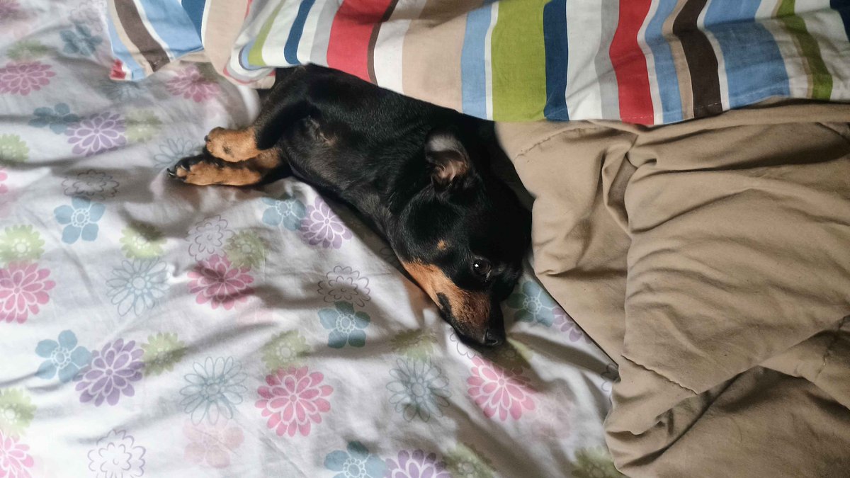 GojiraGeek's tweet image. Smellsworth Clog