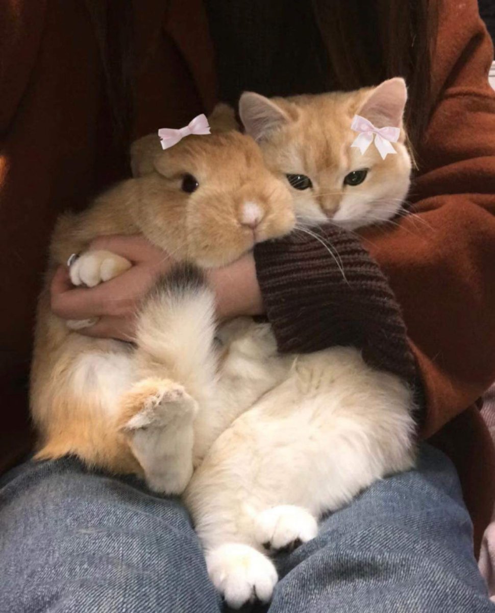 ShouldHaveRabit's tweet image. 