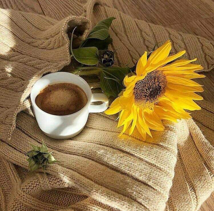 1_mido77's tweet image. ✍يا مقسم الأرزاق 
اقسم لنا في هذا الصباح 
من توفيقك ورضاك وغناك 
وتيسيرك لأمورنا ...
اسأل الله أن يتوج صباحي وصباحكم بقلوب مبتهجة وصحة عامرة، وأعمال صالحة ودعوات متقبلة 
  *صباحك_خير_وسعادة*
          #صباح_الخير28
#نص_تويته_ميدو 
#mohamed_mido
#ميدو_السويسي