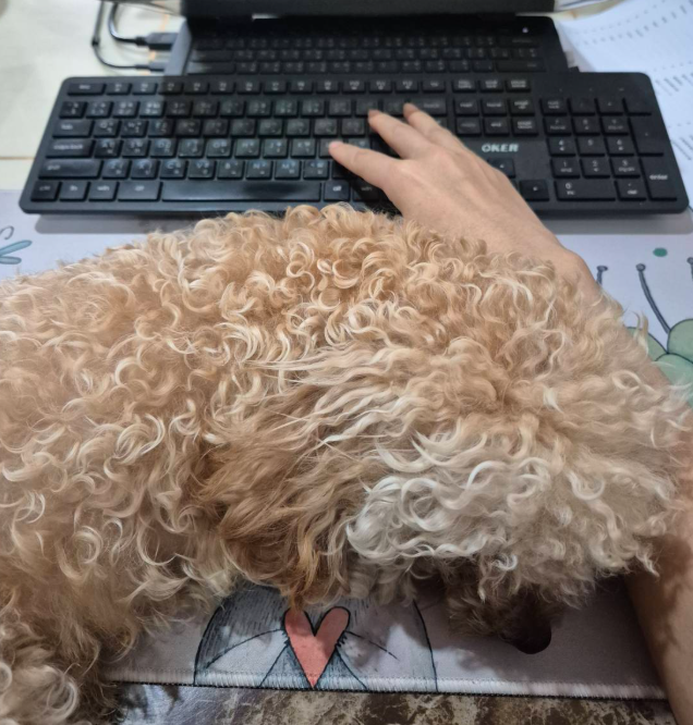 ปอป่านขอแปล tweet media