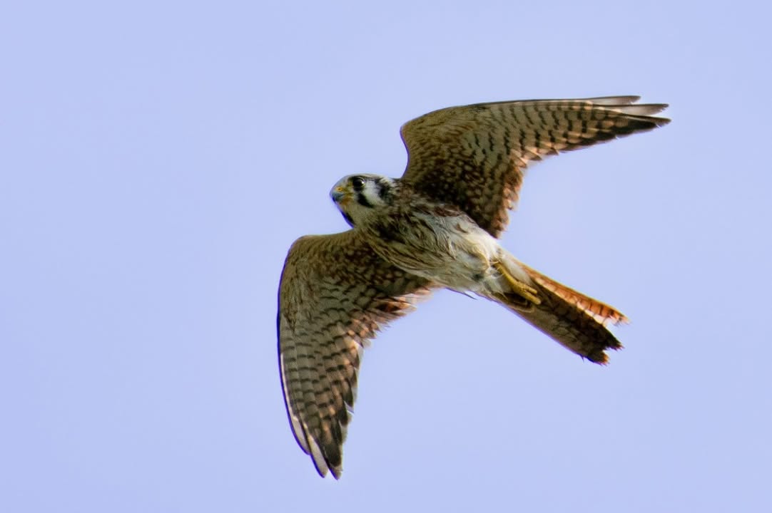 WakeGovParks's tweet photo. Spot North America's smallest falcon, the American Kestrel, at #GreenHills County Park! They use UV light to track prey. 📸: J. Lynch https://t.co/Y8wcWrfwaM
