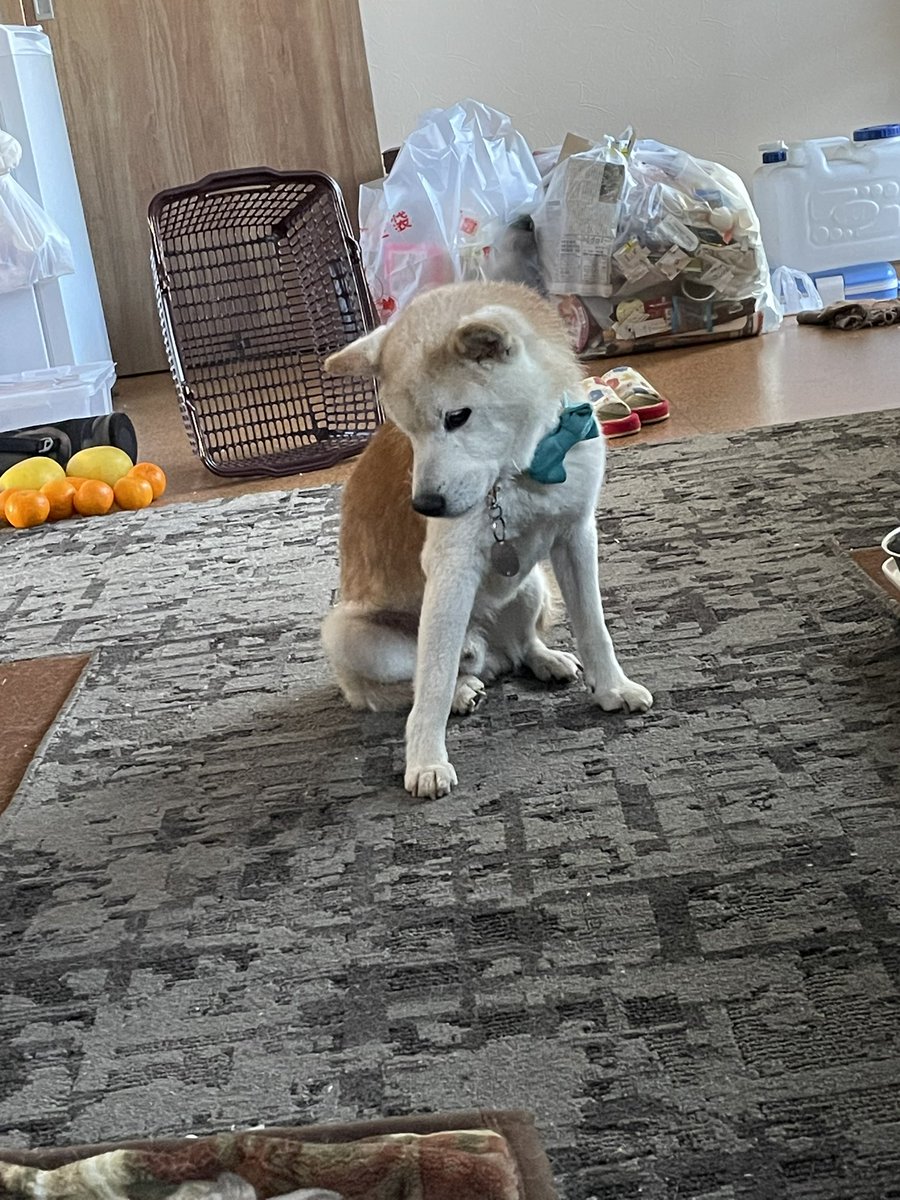 リッチ rich tweet media