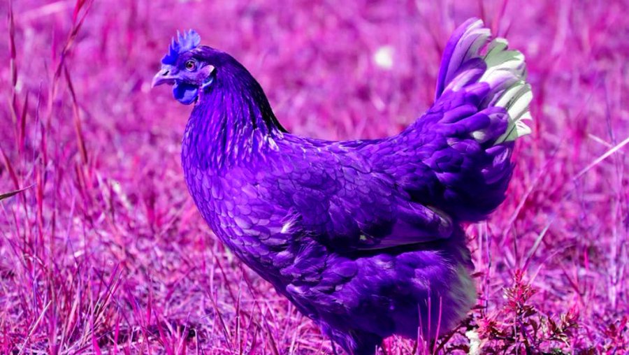 bock_twt's tweet image. This is the Good (C)luck for @BTS_twt Ticketing Chicken.   

Share this purple chicken for good (c)luck with ticketing.  

Good (c)luck.
