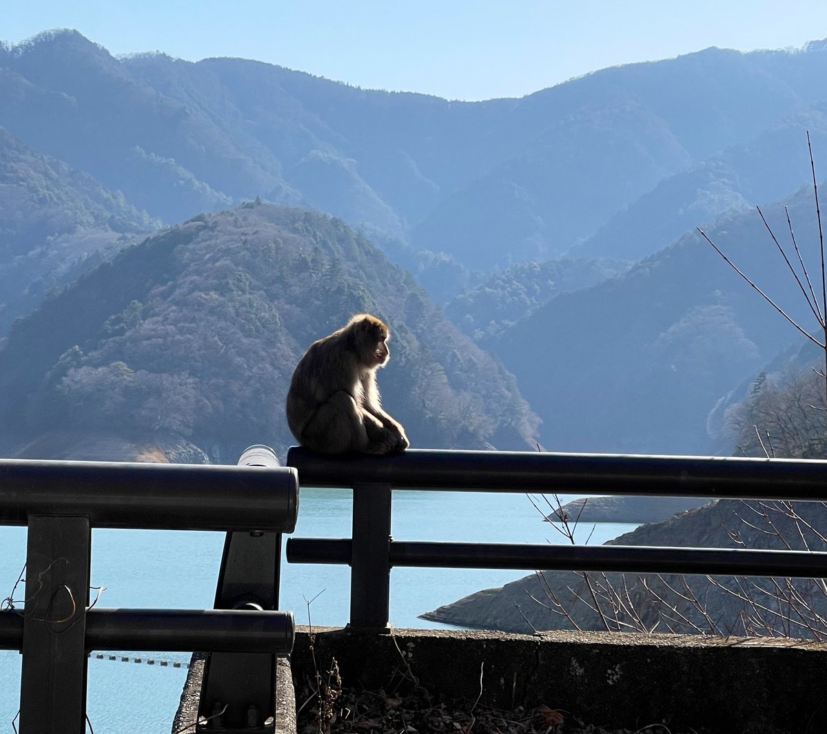 kitty7243's tweet image. 猿いた🐒