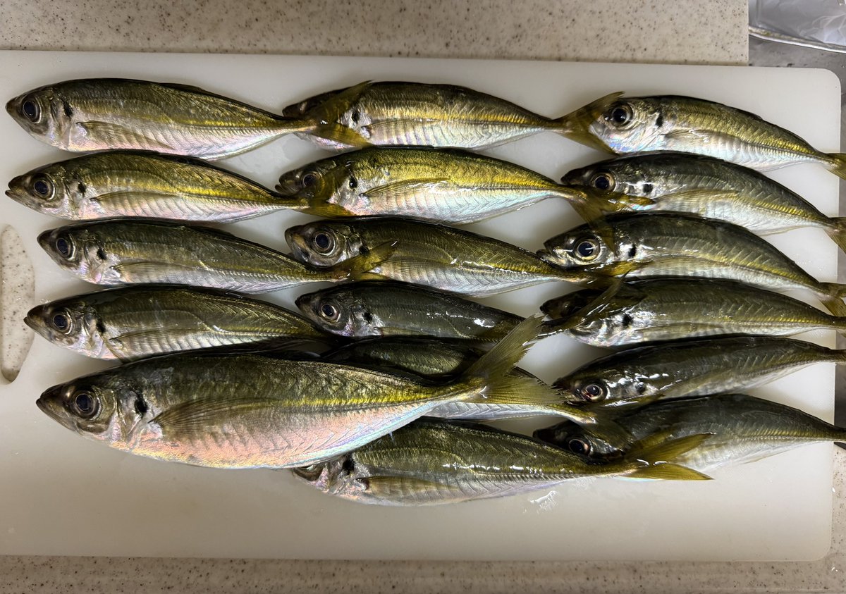 しましま (@shima_shima_zeb) / Posts / X