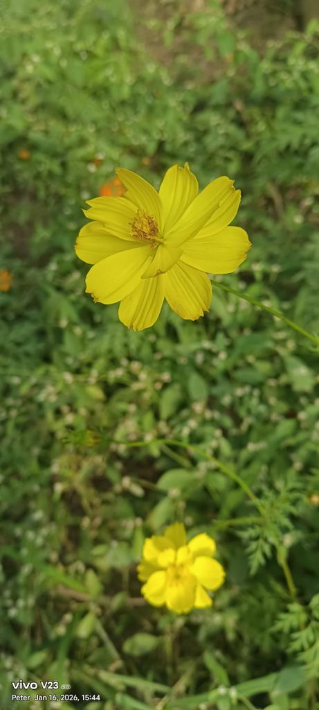 துண்டு பீடி (@karuvayan484673) on Twitter photo 