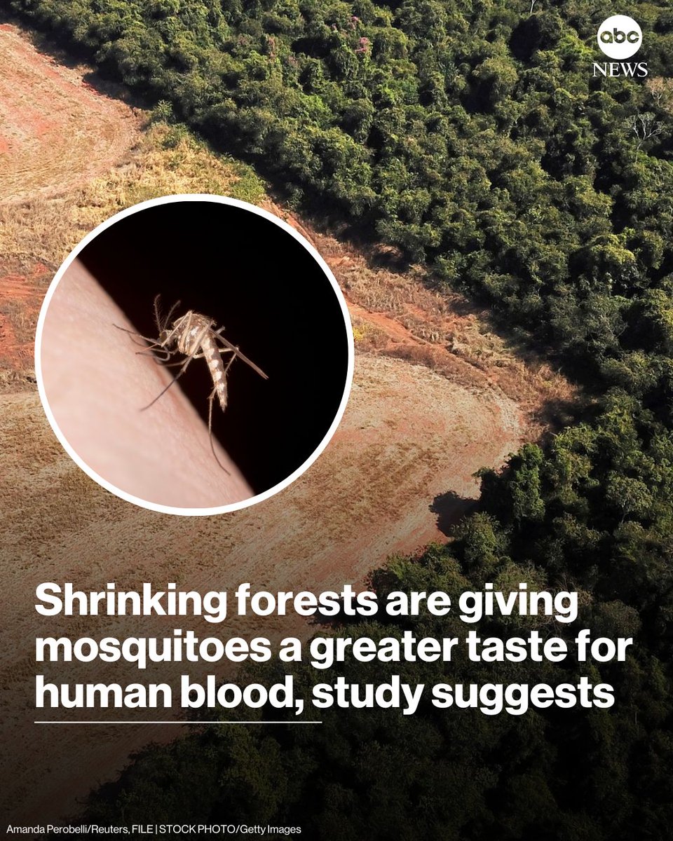 ABC's tweet image. As forests shrink and wildlife disappears, mosquitoes are increasingly turning to people for their blood meals, a shift that raises real concerns about the potential spread of diseases that affect humans. abcnews.link/YQFibR5