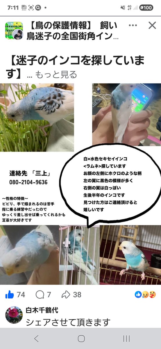FaceBookからです #迷子インコ #迷子鳥 ＃保護情報 ＃御家族様に繋がり