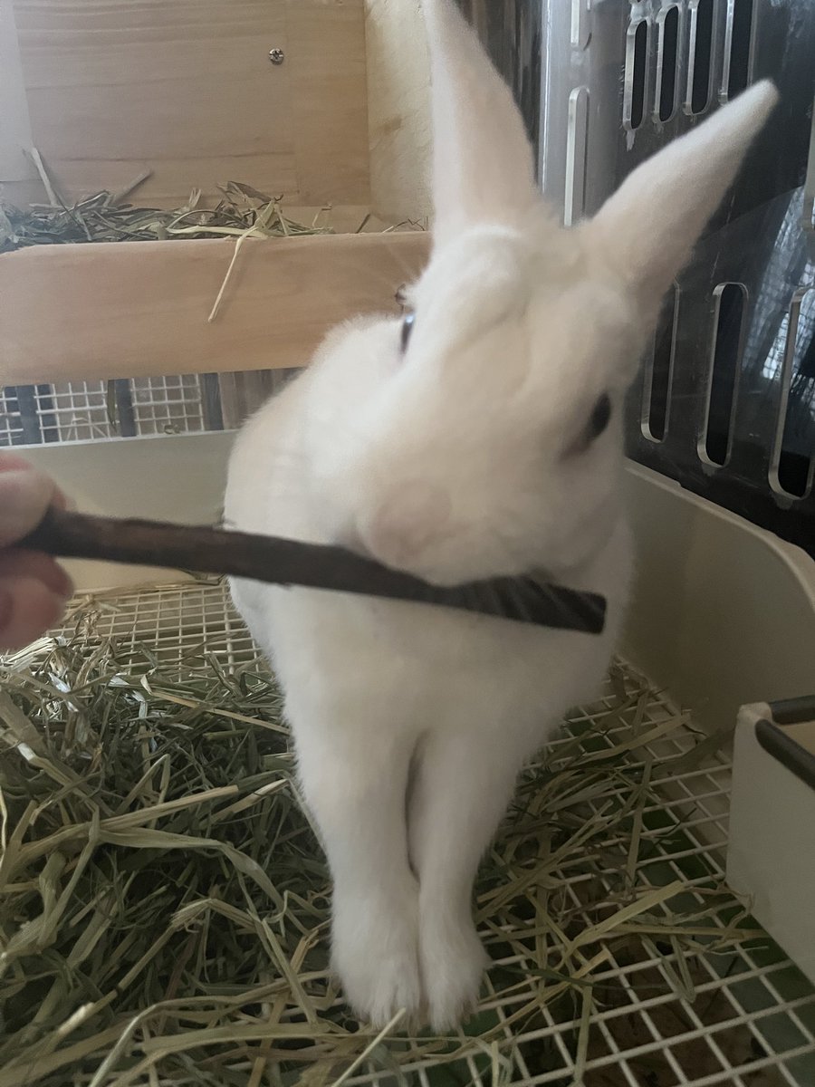 ピント合ってなくて惜しいけど、この揃ったおテテを見て！
かじかじに夢中なのに揃ってる…お行儀のいいうさぎさん☺️