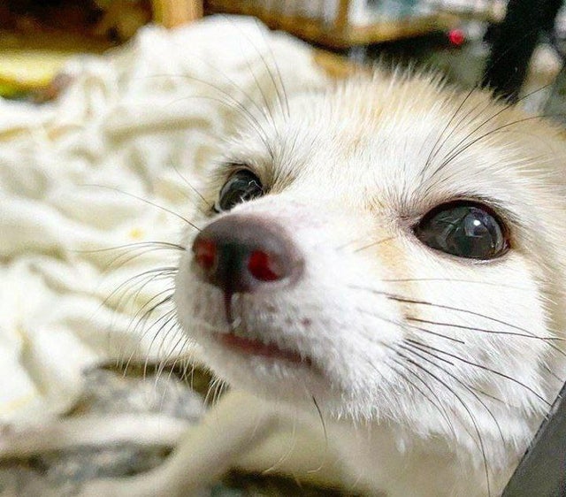 Fennec Every Hour! (@fenneceveryhr) on Twitter photo 