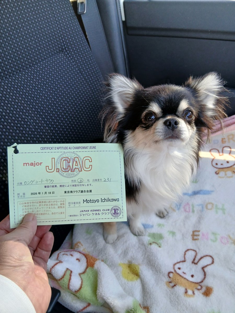 今日は東京南クラブ連合会展に出させて頂くためにサマーランドに来ています😄
風雅くんも頑張ってくれてメジャーカードを頂くことが出来ました✨
後１枚取れればジュニアチャンピオンです👑
#チワワ
#犬のいる暮らし 
#犬のいる生活