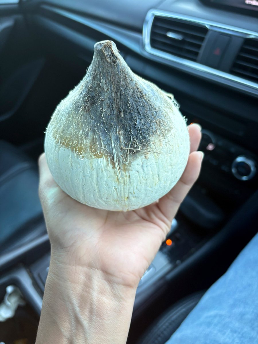 Nuclear915's tweet image. น้องเตนล์น้ำมะพร้าวมาลี ส่วนพี่น้ำมะพร้าวลูอี