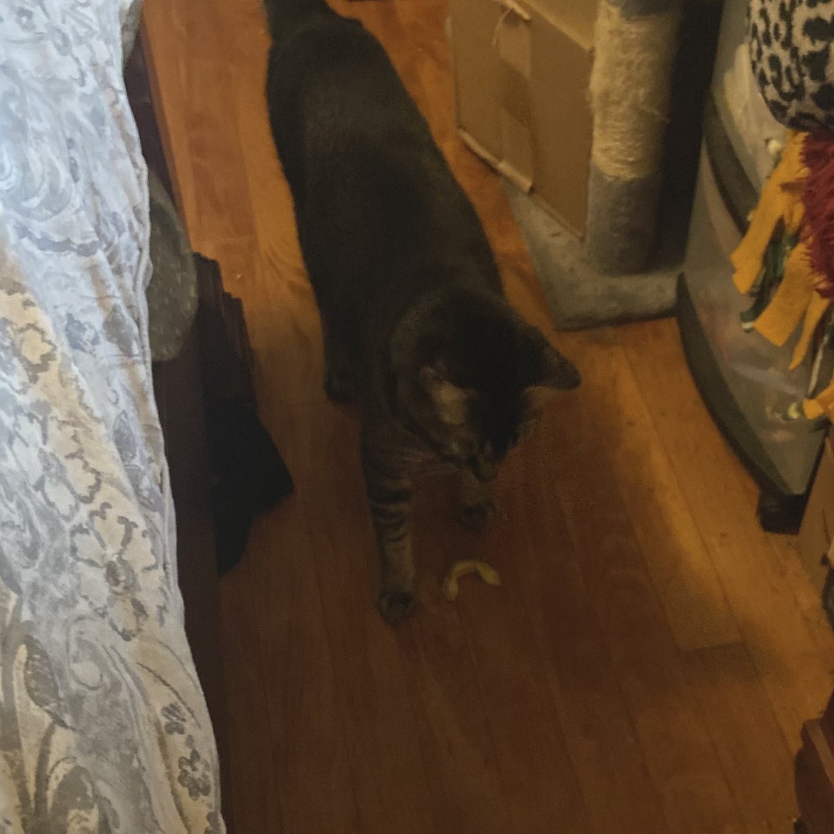 DatScreaminKat's tweet image. Omg my #cat just brought me two tortellinis. I guess since it is dinner time she's cookin. 🤣🤣