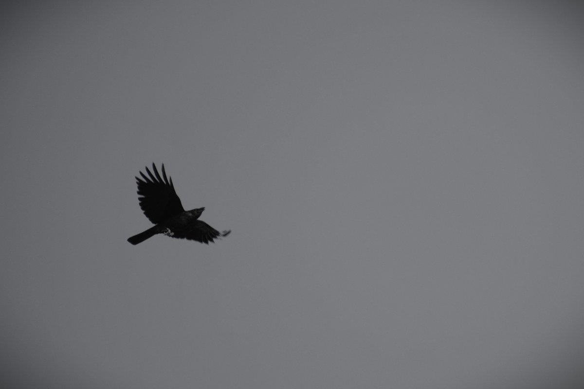 おはようございます。