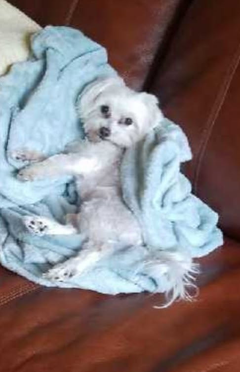 MrsChiaraLuce's tweet image. You're beautiful 😍