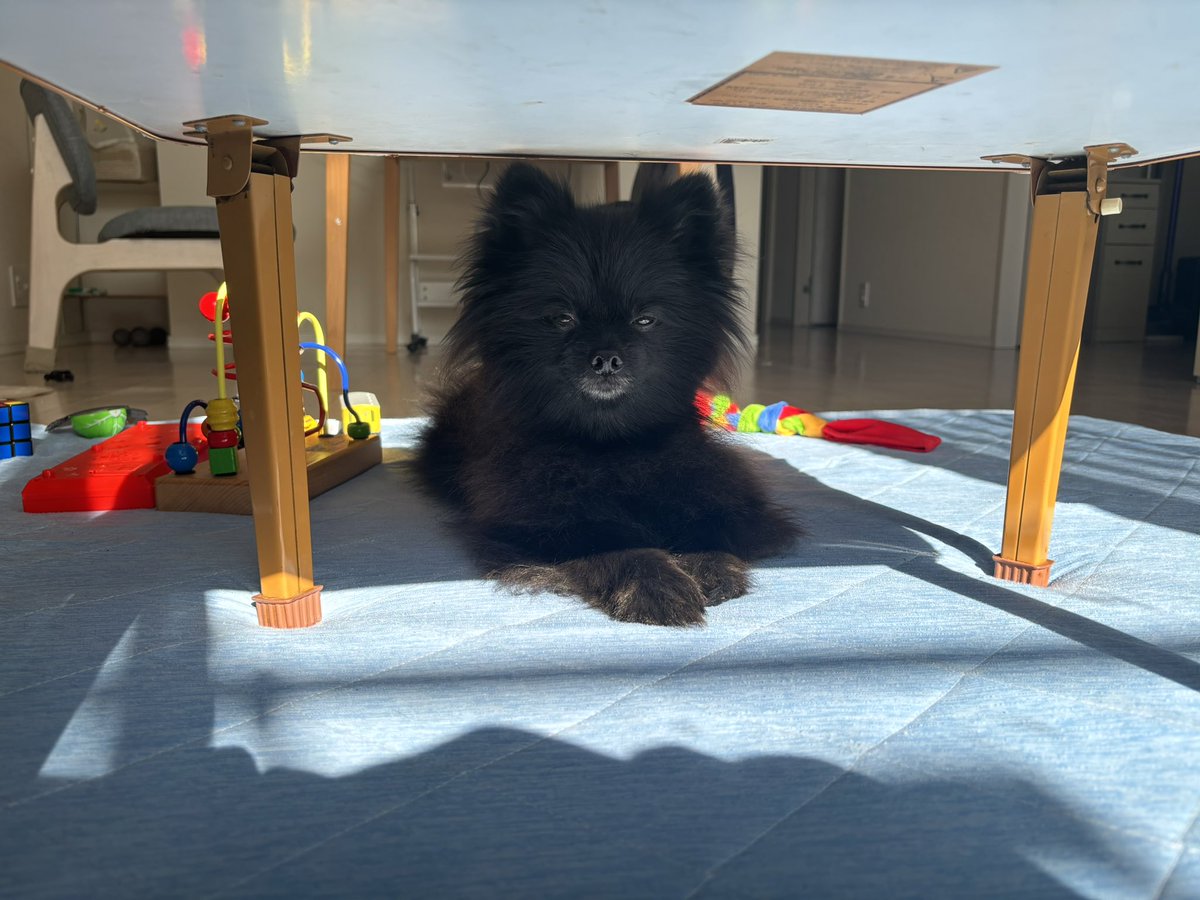 黒ポメラニアンのぷーちゃん (@phoochannel) / Posts / X