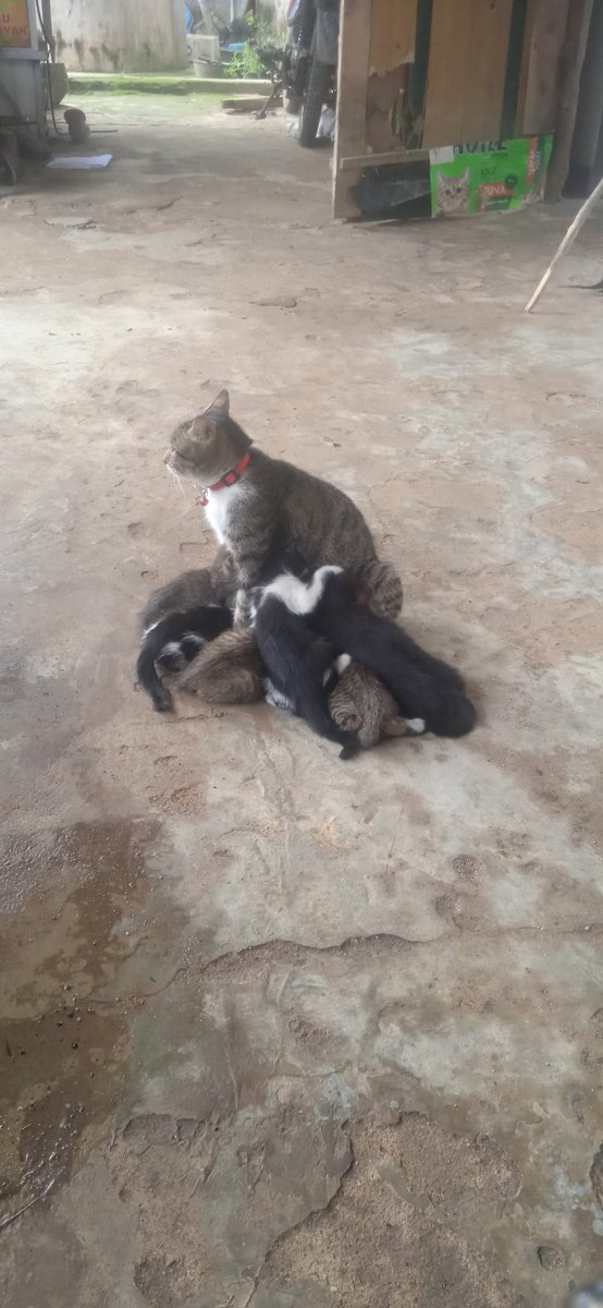 Cing kucing ngempeng