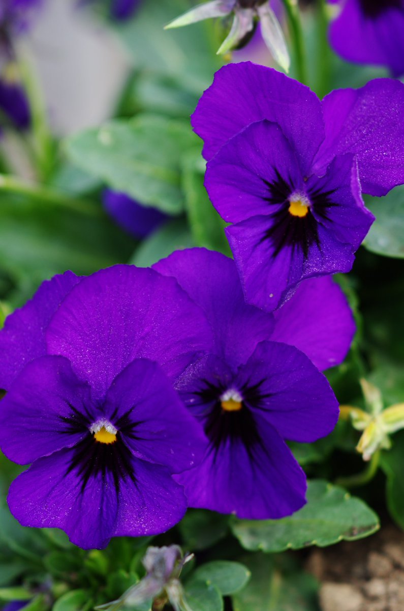 m32camera's tweet image. 朝活開始（リバーサルフイルムモード）