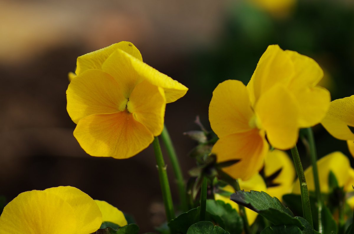 m32camera's tweet image. （リバーサルフイルムモード）