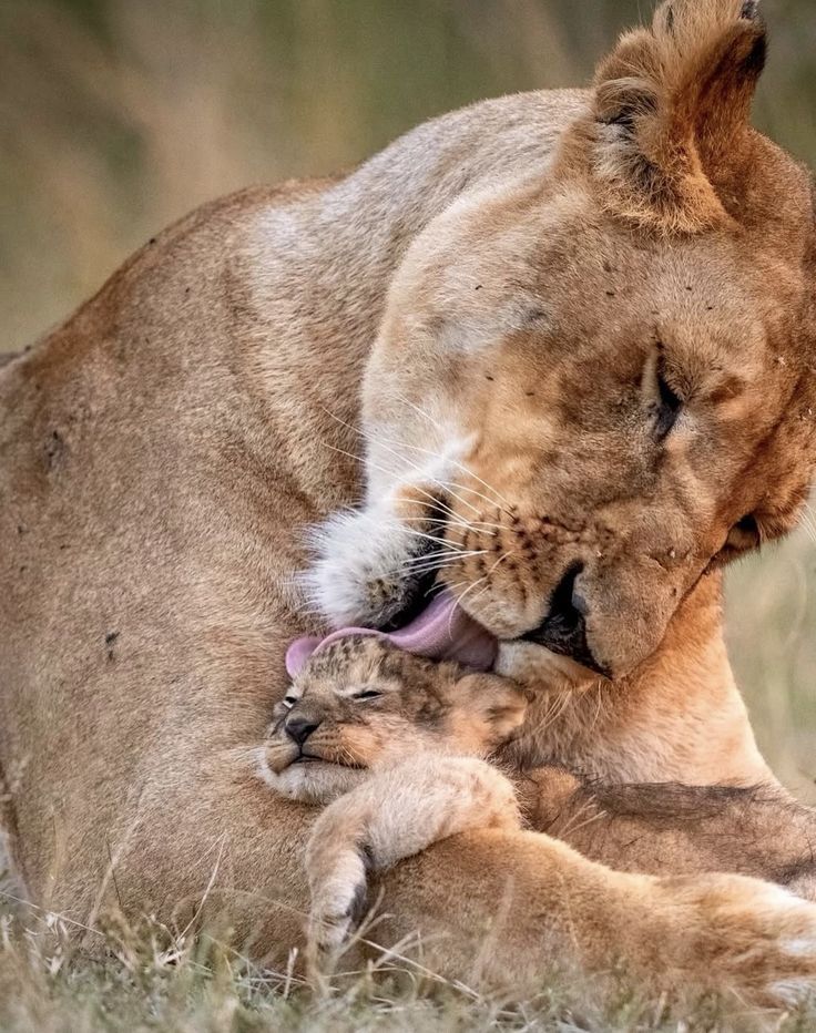 vivaneil (@vivaneil1234) on Twitter photo 