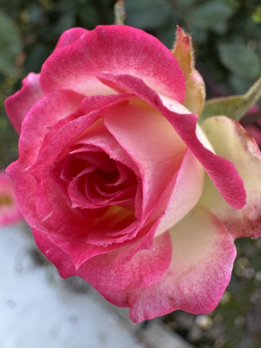 whweeksjr's tweet photo. Rose that is a little bit bigger than my thumbnail … small, small, small for a rose, but it’s a beauty !!!! Found while I was walking. https://t.co/n7mtTyFAzh