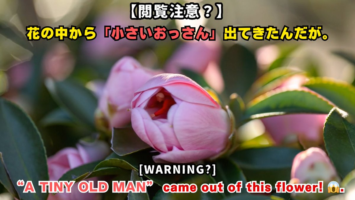 サザンカの中からおっさん現れた。続きはyoutubeで👇
youtube.com/watch?v=TH0r2_…