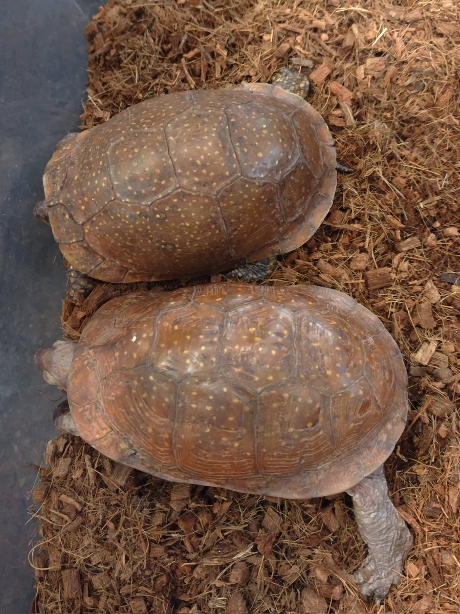 カメ剥製 亀の剥製 はく製 カメの置物 壁掛け オブジェ インテリアや