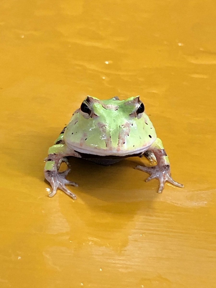 charm_reptiles's tweet image. アマゾンツノガエル　"グリーン"🐸
すくすく成長し発色が良くなってきました✨
#アマゾンツノガエル
#Ceratophrys #cornuta