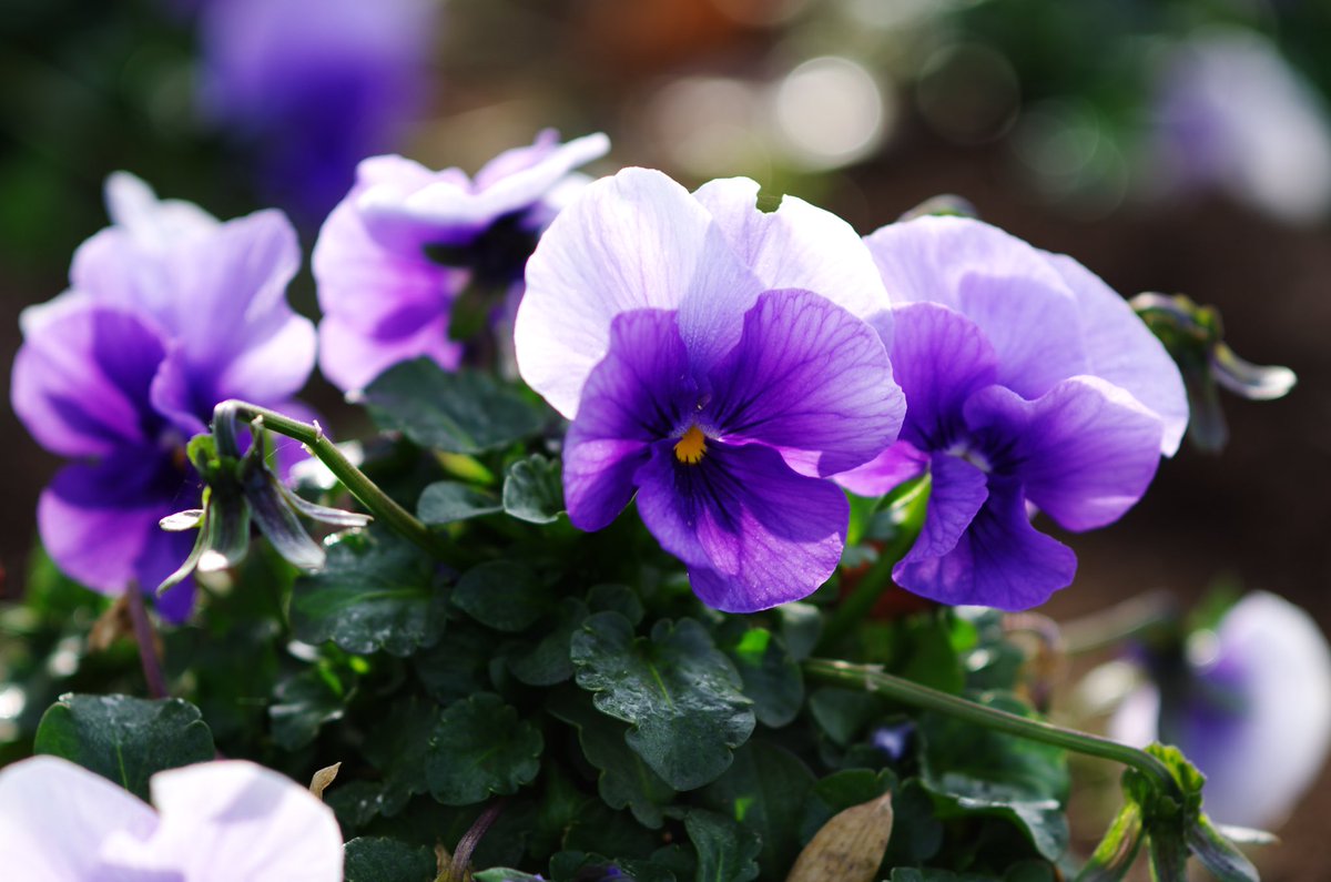 m32camera's tweet image. （リバーサルフイルムモード）