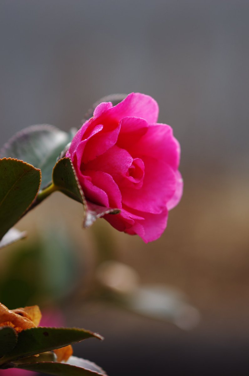 m32camera's tweet image. （リバーサルフイルムモード）